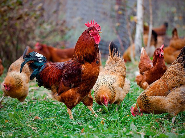 Породы куриц | ЗооТом - продажа, вязка и услуги для животных в Подпорожье