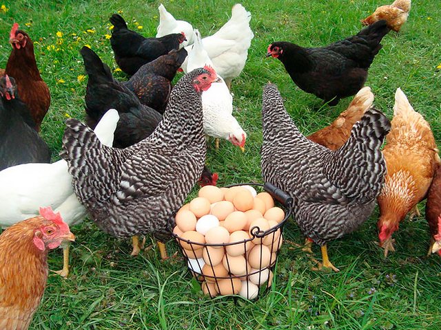 Содержание кур и уход за ними | ЗооТом - продажа, вязка и услуги для животных в Подпорожье