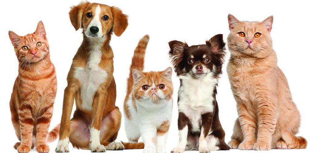 Доска объявлений о животных | ЗооТом - продажа, вязка и услуги для животных в Подпорожье