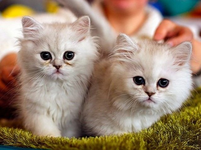 Породы кошек в Подпорожье | ЗооТом портал о животных