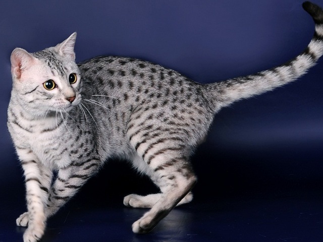 Породы кошек в Подпорожье | ЗооТом портал о животных