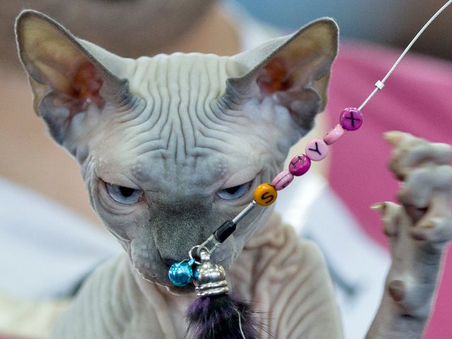 Выставки кошек в Подпорожье | ЗооТом портал о животных