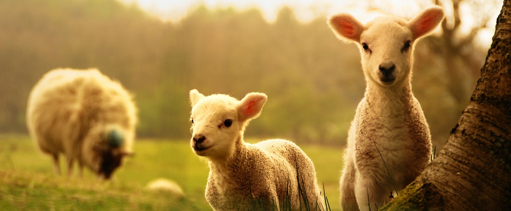 Объявления о сельскохозяйственных животных | ЗооТом - продажа, вязка и услуги для животных в Подпорожье