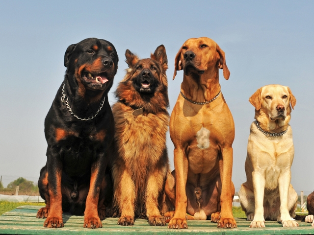 Крупные породы собак в Подпорожье | ЗооТом портал о животных