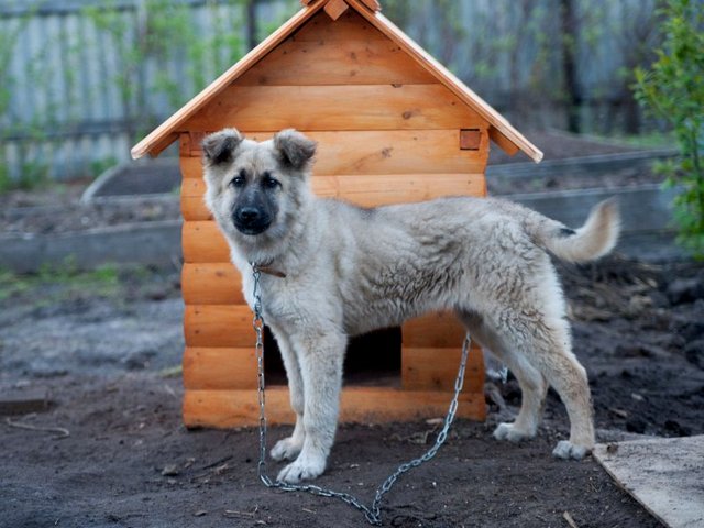 Все о собаках в Подпорожье